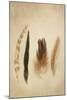 Feathers I-Elizabeth Urquhart-Mounted Photo