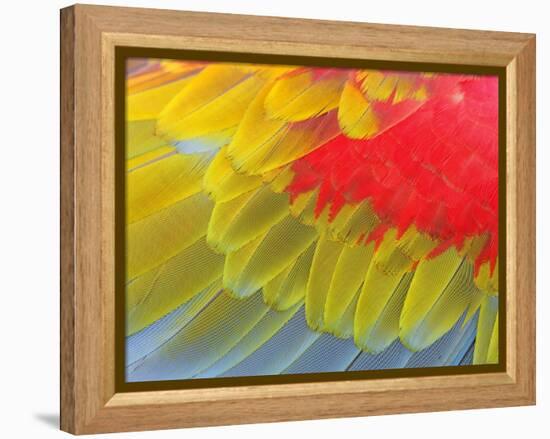 Feathers of a Scarlet Macaw-Arthur Morris-Framed Premier Image Canvas