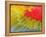 Feathers of a Scarlet Macaw-Arthur Morris-Framed Premier Image Canvas