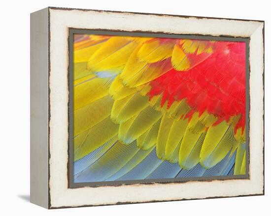 Feathers of a Scarlet Macaw-Arthur Morris-Framed Premier Image Canvas