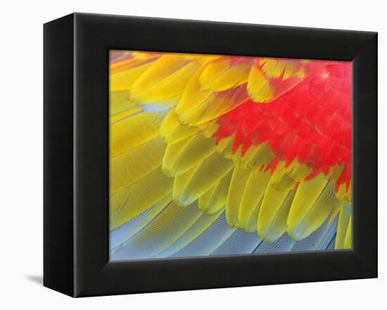 Feathers of a Scarlet Macaw-Arthur Morris-Framed Premier Image Canvas