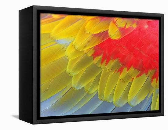 Feathers of a Scarlet Macaw-Arthur Morris-Framed Premier Image Canvas