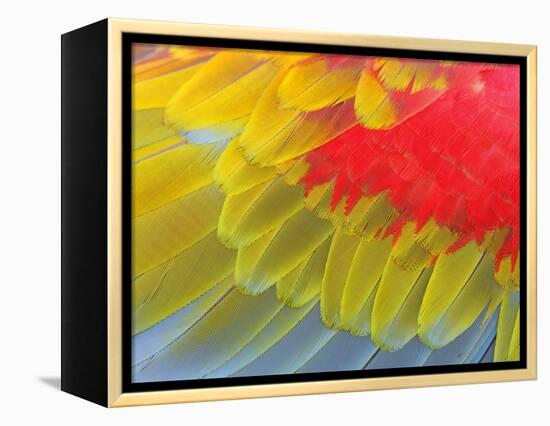 Feathers of a Scarlet Macaw-Arthur Morris-Framed Premier Image Canvas