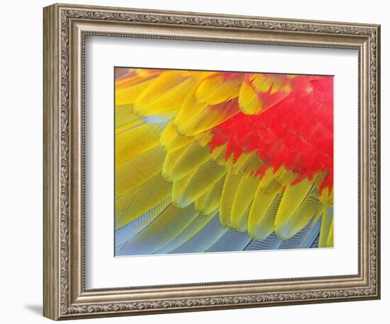 Feathers of a Scarlet Macaw-Arthur Morris-Framed Photographic Print