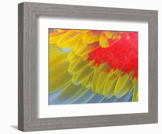 Feathers of a Scarlet Macaw-Arthur Morris-Framed Photographic Print