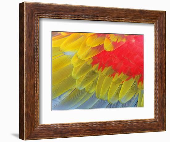 Feathers of a Scarlet Macaw-Arthur Morris-Framed Photographic Print