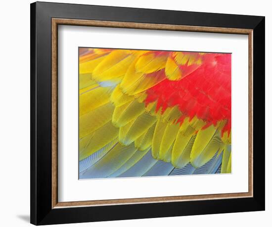 Feathers of a Scarlet Macaw-Arthur Morris-Framed Photographic Print