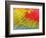 Feathers of a Scarlet Macaw-Arthur Morris-Framed Photographic Print