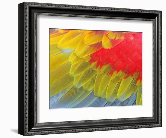 Feathers of a Scarlet Macaw-Arthur Morris-Framed Photographic Print