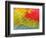 Feathers of a Scarlet Macaw-Arthur Morris-Framed Photographic Print