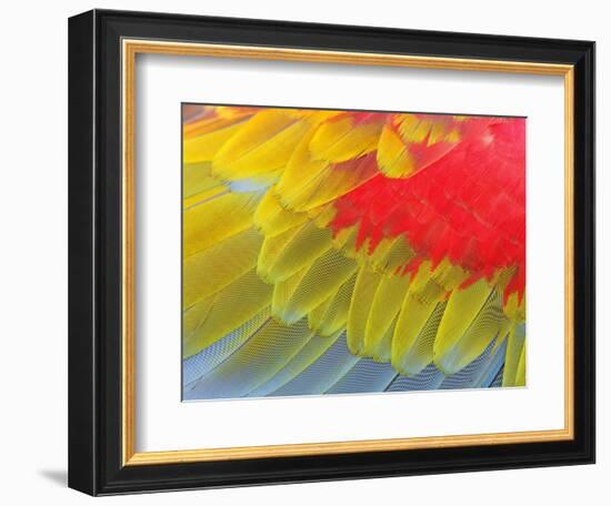 Feathers of a Scarlet Macaw-Arthur Morris-Framed Photographic Print