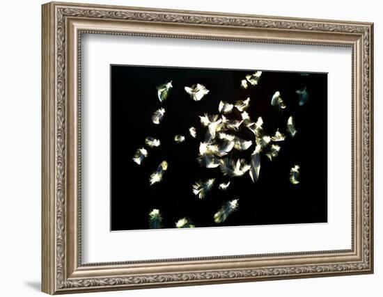 Feathers-Charles Bowman-Framed Photographic Print