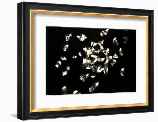 Feathers-Charles Bowman-Framed Photographic Print