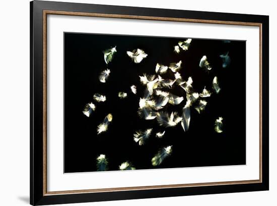 Feathers-Charles Bowman-Framed Photographic Print