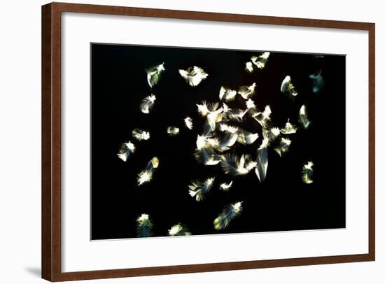 Feathers-Charles Bowman-Framed Photographic Print