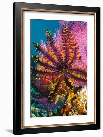 Featherstar on Gorgonian Coral-Georgette Douwma-Framed Photographic Print