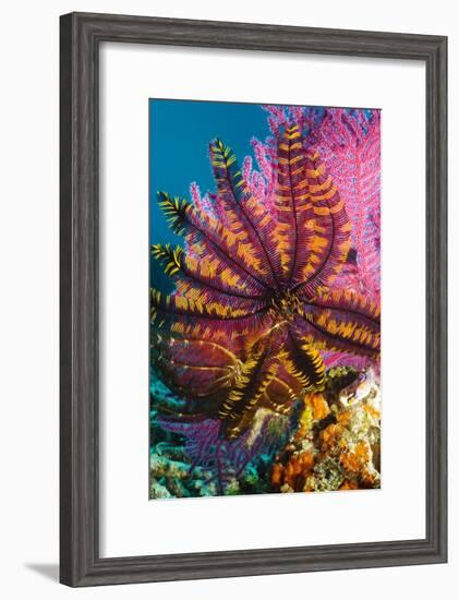 Featherstar on Gorgonian Coral-Georgette Douwma-Framed Photographic Print