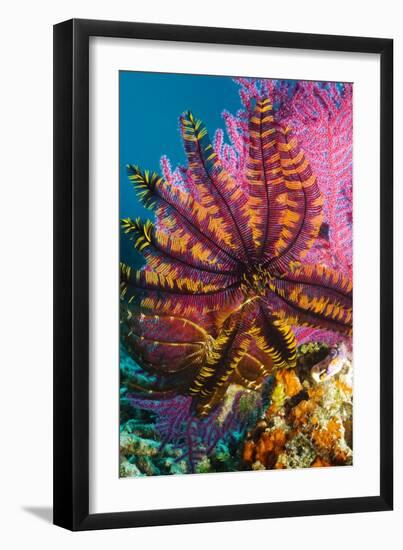 Featherstar on Gorgonian Coral-Georgette Douwma-Framed Photographic Print