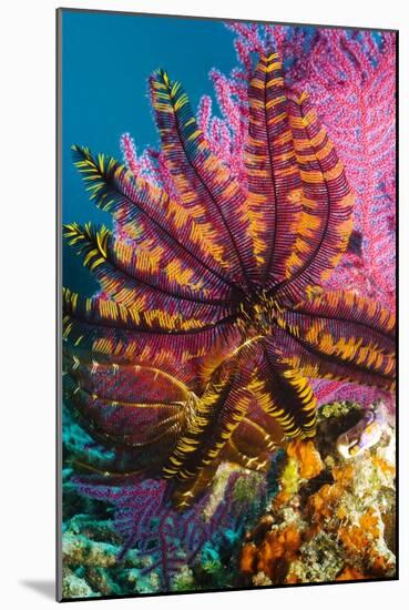 Featherstar on Gorgonian Coral-Georgette Douwma-Mounted Photographic Print