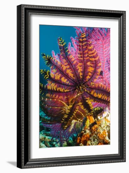 Featherstar on Gorgonian Coral-Georgette Douwma-Framed Photographic Print