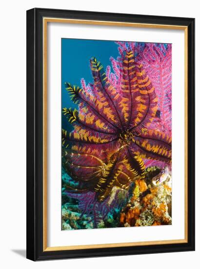 Featherstar on Gorgonian Coral-Georgette Douwma-Framed Photographic Print