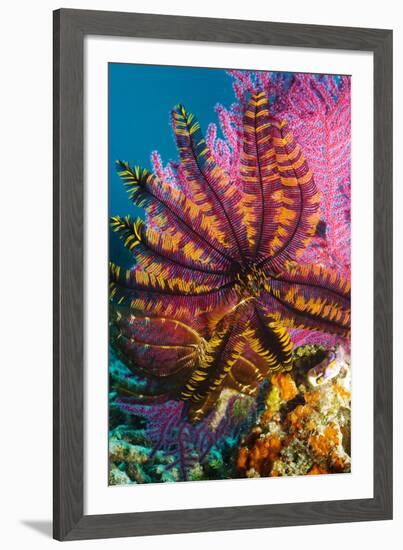 Featherstar on Gorgonian Coral-Georgette Douwma-Framed Photographic Print