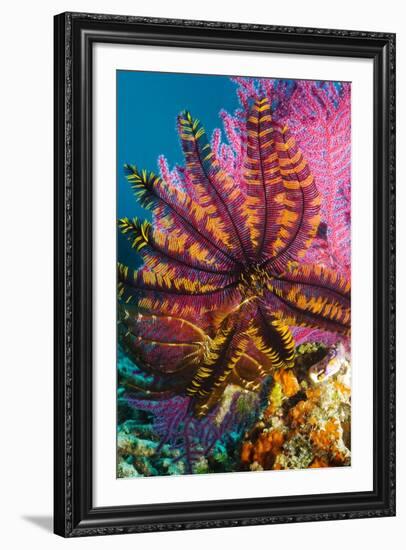 Featherstar on Gorgonian Coral-Georgette Douwma-Framed Photographic Print