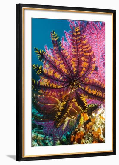 Featherstar on Gorgonian Coral-Georgette Douwma-Framed Photographic Print