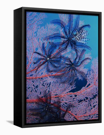 Featherstars Feeding in Current on Red Gorgonian, Solomon Islands, Pacific Ocean, Pacific-Murray Louise-Framed Premier Image Canvas