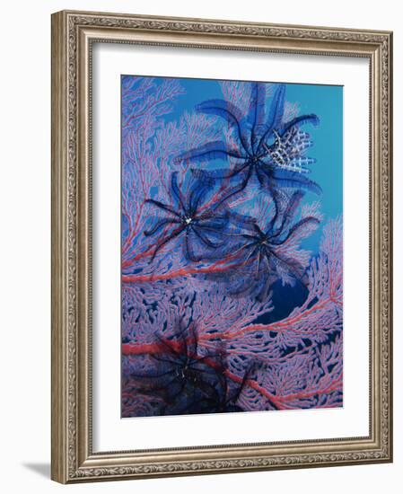 Featherstars Feeding in Current on Red Gorgonian, Solomon Islands, Pacific Ocean, Pacific-Murray Louise-Framed Photographic Print