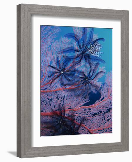 Featherstars Feeding in Current on Red Gorgonian, Solomon Islands, Pacific Ocean, Pacific-Murray Louise-Framed Photographic Print