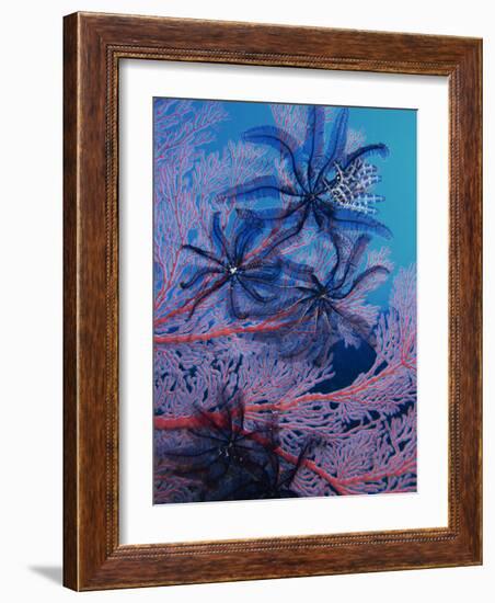 Featherstars Feeding in Current on Red Gorgonian, Solomon Islands, Pacific Ocean, Pacific-Murray Louise-Framed Photographic Print