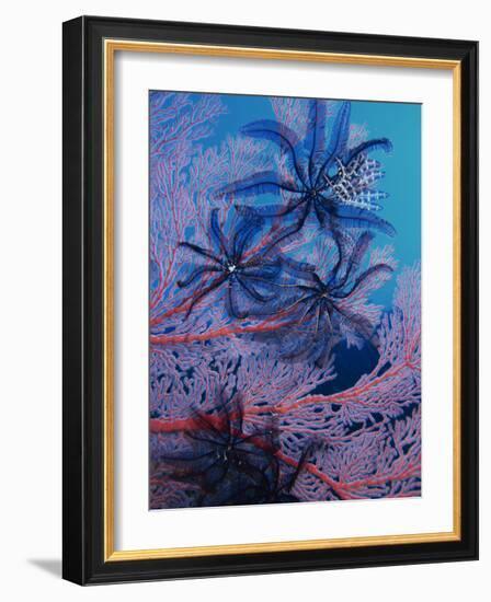 Featherstars Feeding in Current on Red Gorgonian, Solomon Islands, Pacific Ocean, Pacific-Murray Louise-Framed Photographic Print