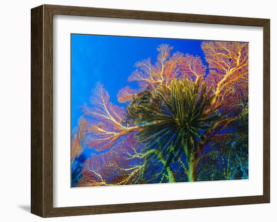 Featherstars Perch on the Edge of Gorgonian Sea Fans to Feed in the Current, Fiji, Pacific Ocean-Louise Murray-Framed Photographic Print