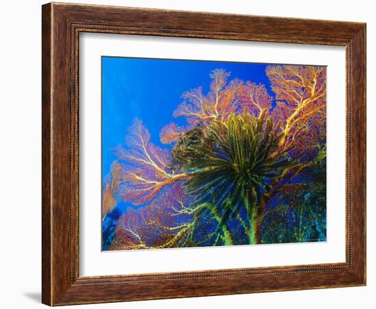 Featherstars Perch on the Edge of Gorgonian Sea Fans to Feed in the Current, Fiji, Pacific Ocean-Louise Murray-Framed Photographic Print