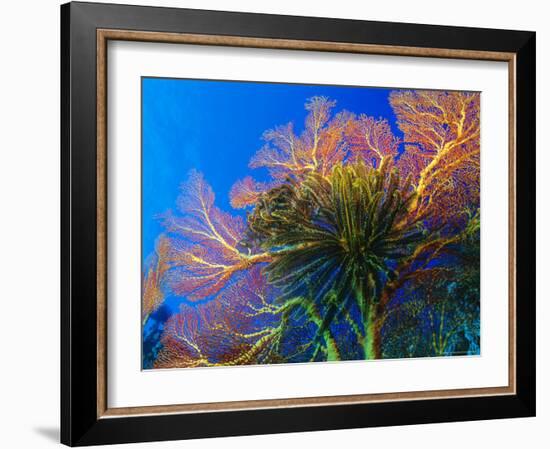 Featherstars Perch on the Edge of Gorgonian Sea Fans to Feed in the Current, Fiji, Pacific Ocean-Louise Murray-Framed Photographic Print