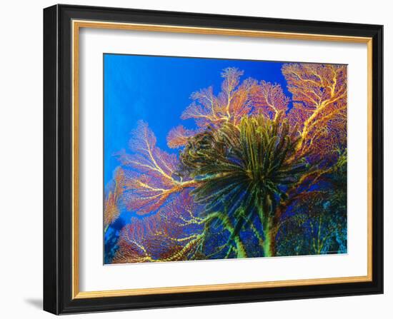 Featherstars Perch on the Edge of Gorgonian Sea Fans to Feed in the Current, Fiji, Pacific Ocean-Louise Murray-Framed Photographic Print