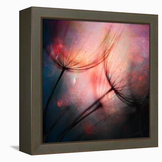 Feathery-Ursula Abresch-Framed Premier Image Canvas