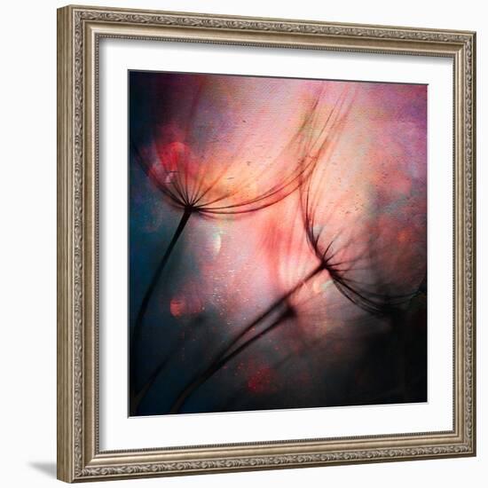 Feathery-Ursula Abresch-Framed Photographic Print