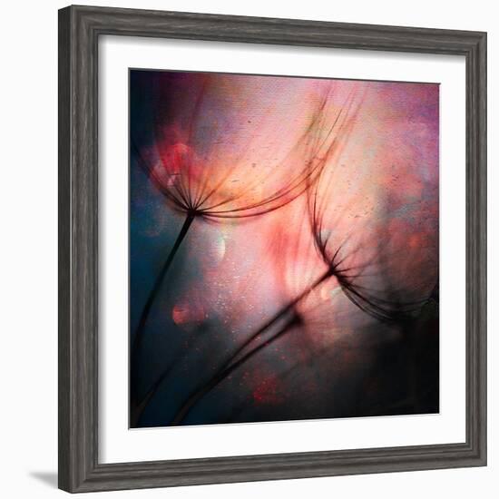 Feathery-Ursula Abresch-Framed Photographic Print