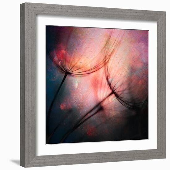 Feathery-Ursula Abresch-Framed Photographic Print