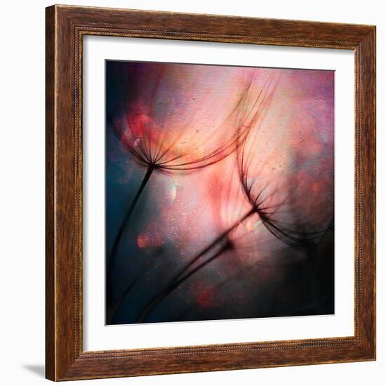 Feathery-Ursula Abresch-Framed Photographic Print