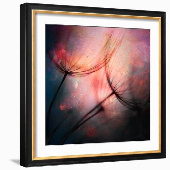 Feathery-Ursula Abresch-Framed Photographic Print