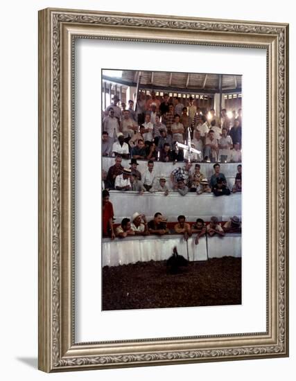 February 11, 1957: Tourists Watching a Cockfight at the Nacional Cockpit in Havana, Cuba-Ralph Morse-Framed Photographic Print