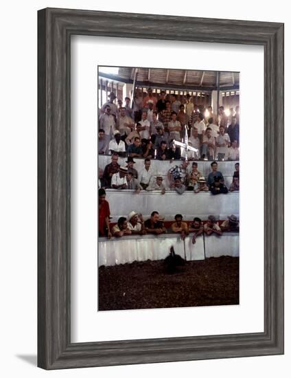 February 11, 1957: Tourists Watching a Cockfight at the Nacional Cockpit in Havana, Cuba-Ralph Morse-Framed Photographic Print