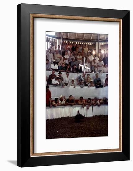 February 11, 1957: Tourists Watching a Cockfight at the Nacional Cockpit in Havana, Cuba-Ralph Morse-Framed Photographic Print