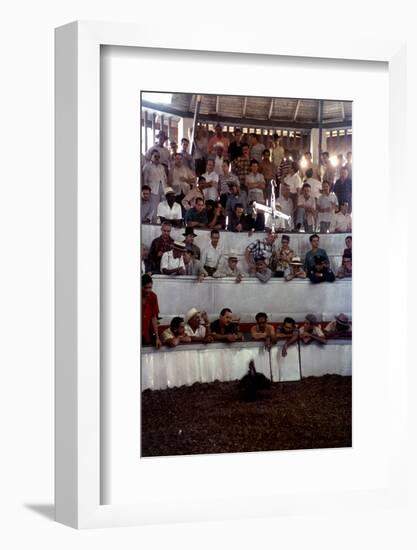 February 11, 1957: Tourists Watching a Cockfight at the Nacional Cockpit in Havana, Cuba-Ralph Morse-Framed Photographic Print