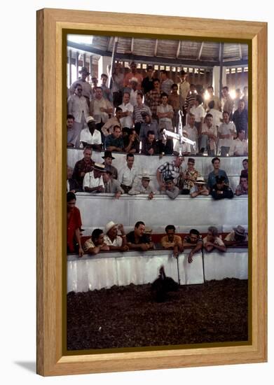 February 11, 1957: Tourists Watching a Cockfight at the Nacional Cockpit in Havana, Cuba-Ralph Morse-Framed Premier Image Canvas
