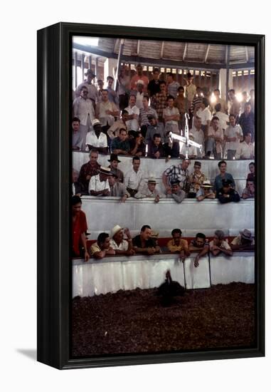 February 11, 1957: Tourists Watching a Cockfight at the Nacional Cockpit in Havana, Cuba-Ralph Morse-Framed Premier Image Canvas