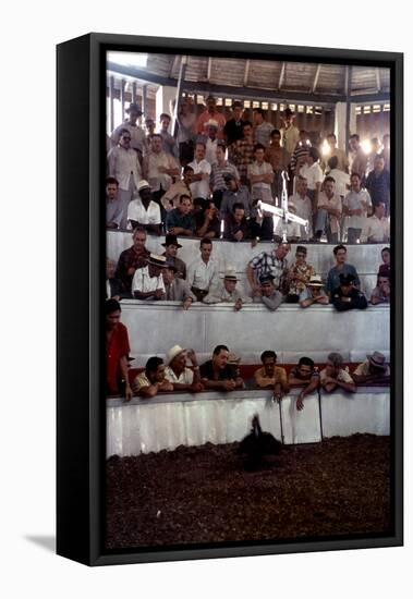 February 11, 1957: Tourists Watching a Cockfight at the Nacional Cockpit in Havana, Cuba-Ralph Morse-Framed Premier Image Canvas